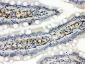 IHC testing of FFPE rat intestine with STAT1 antibody. HIER: Boil the paraffin sections in pH 6, 10mM citrate buffer for 20 minutes and allow to cool prior to staining.
