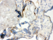 IHC testing of frozen human placenta with WASP antibody.