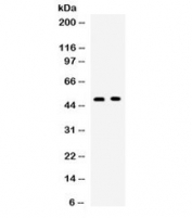 Western blot testing of human 1) SW620 and 2) 22RV1 cell lysate with OX40 antibody. Expected molecular weight: 29-50 kDa depending on glcyosylation level.