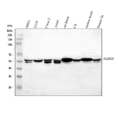 Western blot analysis of JNK2/MAPK9 expression. Whole cell lysates or tissue lysates from human SiHa cells (lane 1), human U251 cells (lane 2), human Caco-2 cells (lane 3), human A549 cells (lane 4), rat brain tissue (lane 5), rat C6 cells (lane 6), mouse brain tissue (lane 7), and mouse Neuro-2a cells (lane 8) were separated by SDS-PAGE and probed with anti-JNK2/MAPK9 antibody. A specific band is detected at the predicted molecular weight of approximately 48 kDa, consistent with c-Jun N-terminal kinase 2 (MAPK9). In several samples, a closely migrating doublet is observed around the predicted molecular weight, which is consistent with reported JNK2 isoforms and/or differential phosphorylation states commonly seen for stress-activated MAP kinases.