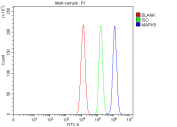 Flow cytometry analysis of fixed and permeabilized rat RH35 cells with JNK2 antibody at 1ug/million cells (blocked with goat sera); Red=cells alone, Green=isotype control, Blue= JNK2 antibody.