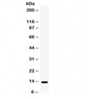 Western blot testing of human HeLa cell lysate with Lymphotactin antibody. Predicted molecular weight ~13 kDa, can be observed at 15-20 kDa.