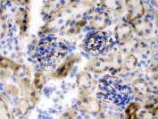 IHC testing of frozen mouse kidney tissue with Nestin antibody.