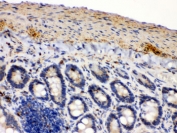IHC testing of FFPE mouse intestine with IDH2 antibody. HIER: Boil the paraffin sections in pH 6, 10mM citrate buffer for 20 minutes and allow to cool prior to staining.