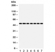 Western blot testing of 1) rat heart, 2) rat liver, 3) mouse NIH3T3, 4) human SW620, 5) HeLa, 6) MCF7 and 7) 22RV1 lysate with IDH2 antibody. Predicted molecular weight: 45-51 kDa (two isoforms).