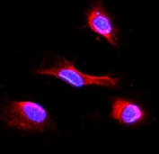 Immunofluorescent staining of FFPE rat NRK cells with IDH2 antibody (red) at 2ug/ml and DAPI nuclear stain (blue). HIER: steam section in pH6 citrate buffer for 20 min.