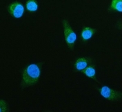 Immunofluorescent staining of FFPE human A549 cells with IDH2 antibody (green) and DAPI nuclear stain (blue). HIER: steam section in pH6 citrate buffer for 20 min.