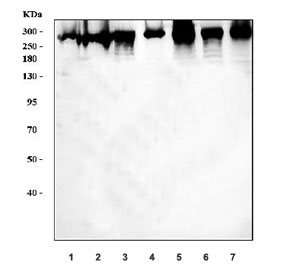 Western blot testing of human 1) HeLa, 2) HepG2, 3) HCCT, 4) 293T, 5) MCF7, 6) RT4 and 7) A549 cell lysate with FASN antibody. Expected molecular weight ~270 kDa.
