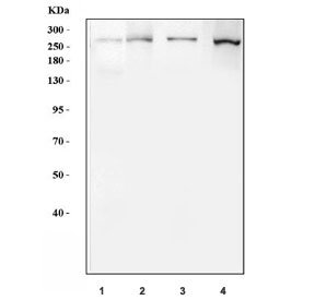 Western blot testing of 1) rat liver, 2) mouse lung, 3) mouse liver and 4) mouse NIH 3T3 cell lysate with FASN antibody. Expected molecular weight ~270 kDa.