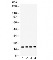Western blot testing of 1) rat liver, 2) rat lung, 3) rat pancreas, 4) human HeLa lysate with CENPA antibody. Predicted/observed molecular weight ~16 kDa.