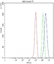 Flow cytometry testing of fixed and permeabilized human MCF7 cells with CTCF antibody at 1ug/million cells (blocked with goat sera); Red=cells alone, Green=isotype control, Blue= CTCF antibody.