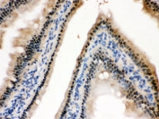 IHC testing of FFPE mouse intestine with HINT1 antibody. HIER: Boil the paraffin sections in pH 6, 10mM citrate buffer for 20 minutes and allow to cool prior to staining.