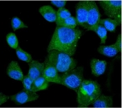 Immunofluorescent staining of FFPE human A431 cells with HINT1 antibody (green) and DAPI nuclear stain (blue). HIER: steam section in pH6 citrate buffer for 20 min.
