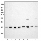 Western blot testing of 1) human 293T, 2) human Jurkat, 3) human Raji, 4) human HeLa, 5) rat brain, 6) rat thymus, 7) mouse brain and 8) mouse thymus tissue lysate with HINT1 antibody. Expected molecular weight ~14 kDa.