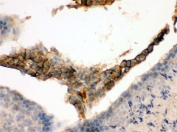 IHC testing of FFPE mouse testis tissue with GNAQ antibody. HIER: Boil the paraffin sections in pH 6, 10mM citrate buffer for 20 minutes and allow to cool prior to staining.