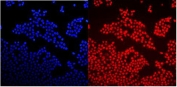 Immunofluorescent staining of FFPE human A431 cells with GNAQ antibody (red) and DAPI nuclear stain (blue). HIER: steam section in pH6 citrate buffer for 20 min.