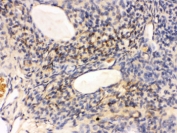IHC testing of FFPE rat ovary tissue with GNAQ antibody. HIER: Boil the paraffin sections in pH 6, 10mM citrate buffer for 20 minutes and allow to cool prior to staining.