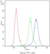 Flow cytometry testing of human THP-1 cells with PPT1 antibody at 1ug/10^6 cells (blocked with goat sera); Red=cells alone, Green=isotype control, Blue=PPT1 antibody.