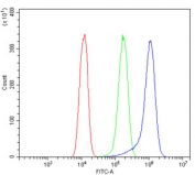 Flow cytometry testing of human A431 cells with RAB7 antibody at 1ug/million cells (blocked with goat sera); Red=cells alone, Green=isotype control, Blue= RAB7 antibody.