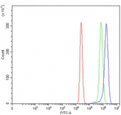 Flow cytometry testing of human U-2 OS cells with RAB9 antibody at 1ug/million cells (blocked with goat sera); Red=cells alone, Green=isotype control, Blue= RAB9 antibody.