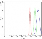 Flow cytometry testing of human U-87 MG cells with RAB13 antibody at 1ug/million cells (blocked with goat sera); Red=cells alone, Green=isotype control, Blue= RAB13 antibody.