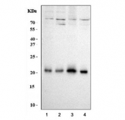 Western blot testing of human 1) HeLa, 2) Caco-2, 3) MCF7 and 4) 293T cell lysate with RAB13 antibody. Expected molecular weight: ~23 kDa.