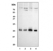 Western blot testing of human 1) HeLa, 2) Caco-2, 3) MCF7 and 4) 293T cell lysate with RAB13 antibody. Expected molecular weight: ~23 kDa.