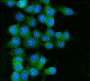 Immunofluorescent staining of FFPE human MCF7 cells with RAB13 antibody (green) and DAPI nuclear stain (blue). HIER: steam section in pH6 citrate buffer for 20 min.