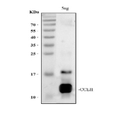 Western blot testing of human recombinant CCL11 protein with CCL11 antibody. Expected/observed molecular weight ~11 kDa.