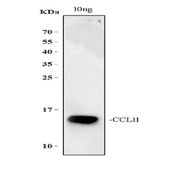 Western blot testing of recombinant rat CCL11 protein with CCL11 antibody. Expected/observed molecular weight ~11 kDa.