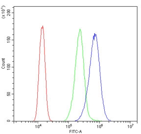 Flow cytometry testing of human A431 cells with STAT5b antibody at 1ug/million cells (blocked with goat sera); Red=cells alone, Green=isotype control, Blue= STAT5b antibody.
