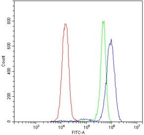 Flow cytometry testing of human Jurkat cells with STAT5b antibody at 1ug/million cells (blocked with goat sera); Red=cells alone, Green=isotype control, Blue= STAT5b antibody.