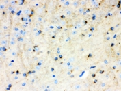 IHC testing of FFPE mouse brain with APLP1 antibody. HIER: Boil the paraffin sections in pH 6, 10mM citrate buffer for 20 minutes and allow to cool prior to staining.