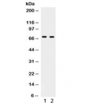 Western blot testing of human 1) HeLa and 2) PANC cell lysate with PLK1 antibody. Predicted/observed molecular weight ~68 kDa.