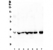 Western blot testing of 1) rat thymus and mouse 2) thymus, 3) ovary, 4) spleen, 5) kidney, 6) RAW264.7 and human 7) HL-60 and 8) ThP-1 lysate with Fos B antibody. Expected molecular weight ~36 kDa.