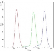 Flow cytometry testing of human SiHa cells with ATXN1 antibody at 1ug/million cells (blocked with goat sera); Red=cells alone, Green=isotype control, Blue= ATXN1 antibody.