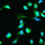 IF/ICC staining of FFPE human PC-3 cells with HSPA2 antibody (green) at 2ug/ml and DAPI nuclear stain (blue). HIER: steam section in pH6 citrate buffer for 20 min.