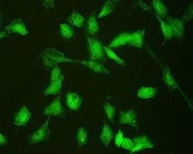 IF/ICC staining of FFPE human PC-3 cells with HSPA2 antibody at 2ug/ml. HIER: steam section in pH6 citrate buffer for 20 min.