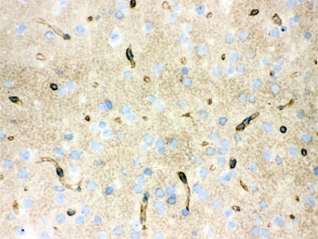 IHC testing of frozen mouse brain with AQP4 antibody.