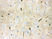 IHC testing of frozen mouse brain with AQP4 antibody.