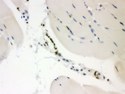 IHC testing of FFPE mouse skeletal muscle with CTBP2 antibody. HIER: Boil the paraffin sections in pH 6, 10mM citrate buffer for 20 minutes and allow to cool prior to staining.
