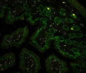 Immunofluorescent staining of FFPE mouse intestine with CTBP2 antibody (green) at 1ug/ml. HIER: steam section in pH6 citrate buffer for 20 min.