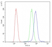 Flow cytometry testing of human SiHa cells with CTBP2 antibody at 1ug/10^6 cells (blocked with goat sera); Red=cells alone, Green=isotype control, Blue= CTBP2 antibody.