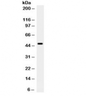 Western blot testing of rat brain with PTEN antibody. Expected molecular weight: 47~55 kDa (isoform 1), 65~70 kDa (