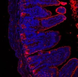 Immunofluorescent staining of FFPE human colon with Lysozyme antibody (red) and DAPI (blue). HIER: Boil the paraffin sections in pH 6, 10mM citrate buffer for 20 minutes and allow to cool prior to staining.