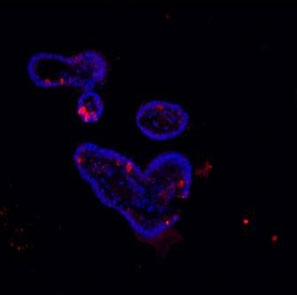 Immunofluorescent staining of FFPE human ileum with Lysozyme antibody (red) and DAPI (blue). HIER: Boil the paraffin sections in pH 6, 10mM citrate buffer for 20 minutes and allow to cool prior to staining.