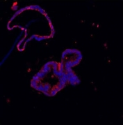 Western blot testing of 1) rat intestine, 2) rat kidney, 3) rat liver, and human 4) HeLa, 5) SW620, 6) 293 and 7) HepG2 lysate with Lysozyme antibody. Expected/observed molecular weight ~17 kDa.