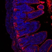 Immunofluorescent staining of FFPE mouse ileum with Lysozyme antibody (red) and DAPI (blue). HIER: Boil the paraffin sections in pH 6, 10mM citrate buffer for 20 minutes and allow to cool prior to staining.