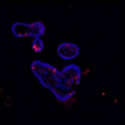 Immunofluorescent staining of FFPE mouse ileum with Lysozyme antibody (red) and DAPI (blue). HIER: Boil the paraffin sections in pH 6, 10mM citrate buffer for 20 minutes and allow to cool prior to staining.