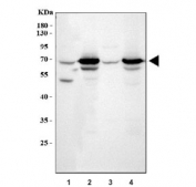 Western blot testing of 1) human HeLa, 2) rat brain, 3) rat C6 and 4) mouse brain lysate with MUNC18-1 antibody. Expected molecular weight ~69 kDa.